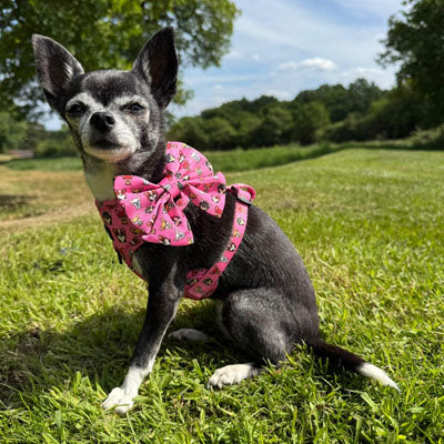 Signature Chihuahua Print Exclusive Small Sailor Bow by My Chi and Me