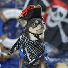 Chihuahua or Small Dog Black and Gold Pirate Hat