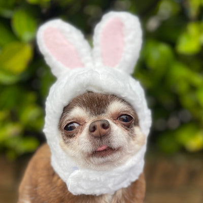 Easter Hats and Bibs for Small Dogs