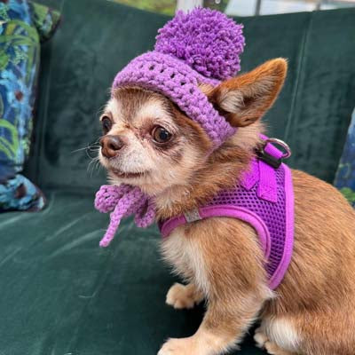 Handmade Chihuahua or Small Dog Pom Pom Hat Purple