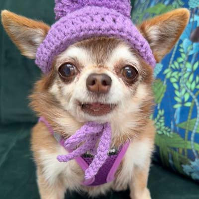 Handmade Chihuahua or Small Dog Pom Pom Hat Purple
