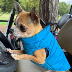 Lightweight Gilet Style Chihuahua or Small Dog Puffa Coat Blue