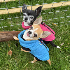 Lightweight Gilet Style Chihuahua or Small Dog Puffa Coat Blue or Pink
