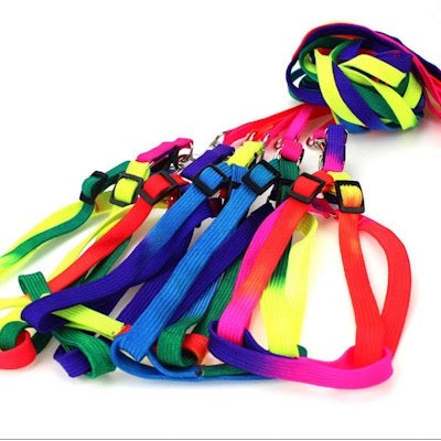 Super Value Pride Rainbow Webbing Puppy Small Dog Harness and Lead Set