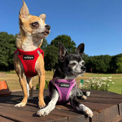 Red and Purple Tiny Trails harnesses by My Chi and Me