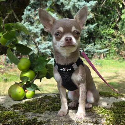 Tiny Trails Step In Air Mesh Puppy and Small Dog Harness Black