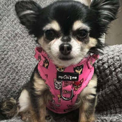 Pretty Little Paws Chihuahua Print Exclusive Small Dog Harness by My Chi and Me