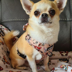 Stone Chihuahua Print Exclusive Designer Harness by My Chi and Me