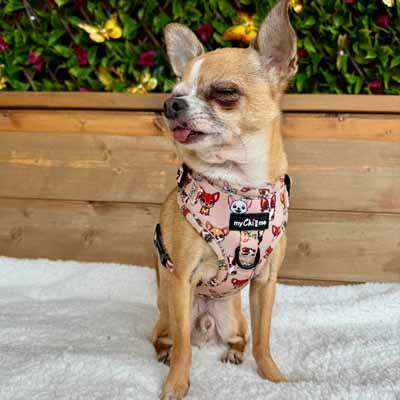 Stone Chihuahua Print Exclusive Designer Harness by My Chi and Me