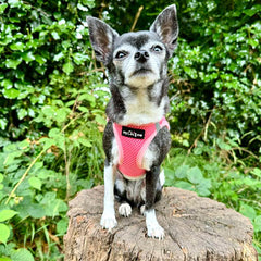 Tiny Trails Step In Air Mesh Puppy and Small Dog Harness Pink