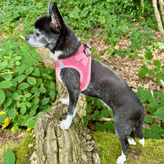 Tiny Trails Step In Air Mesh Puppy and Small Dog Harness Pink