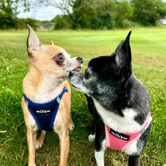 Tiny Trails Step In Air Mesh Puppy and Small Dog Harness Navy