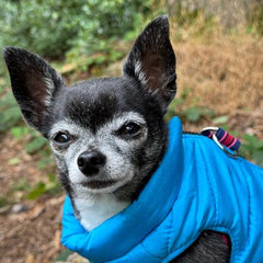 Lightweight Gilet Style Chihuahua or Small Dog Puffa Coat Blue