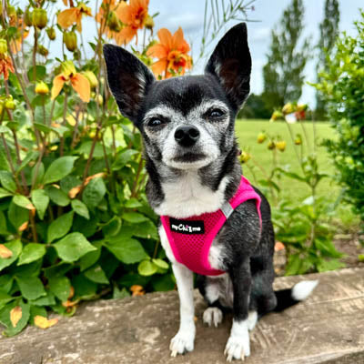 Tiny Trails Step In Air Mesh Puppy and Small Dog Harness Hot Pink