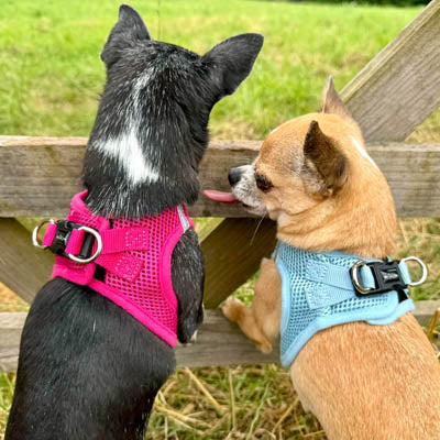 Pet Supplies Extra Small Chihuahua Puppy Harness UK Tiny Dog