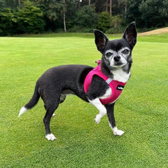 Tiny Trails Step In Air Mesh Puppy and Small Dog Harness Hot Pink