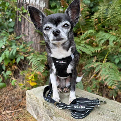 Tiny Trails Step In Air Mesh Puppy and Small Dog Harness Black