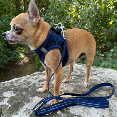 Collars Leads Harnesses and Bandanas My Chi and Me