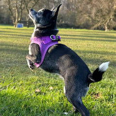 Tiny Trails Step In Air Mesh Puppy and Small Dog Harness Purple