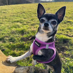 Tiny Trails Step In Air Mesh Puppy and Small Dog Harness Purple