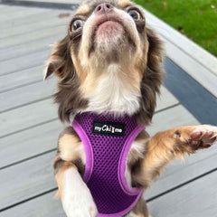 Tiny Trails Step In Air Mesh Puppy and Small Dog Harness Purple