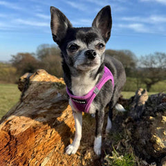 Tiny Trails Step In Air Mesh Puppy and Small Dog Harness Purple