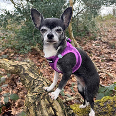 Tiny Trails Step In Air Mesh Puppy and Small Dog Harness Purple