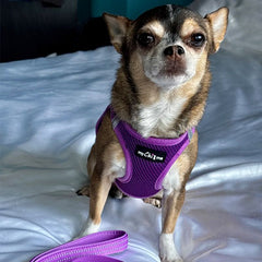 Tiny Trails Step In Air Mesh Puppy and Small Dog Harness Purple