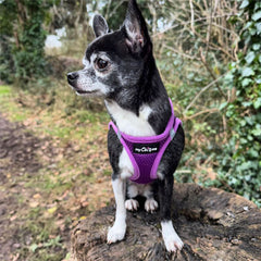 Tiny Trails Step In Air Mesh Puppy and Small Dog Harness Purple