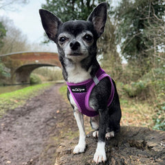 Tiny Trails Step In Air Mesh Puppy and Small Dog Harness Purple