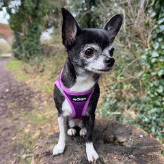 Tiny Trails Step In Air Mesh Puppy and Small Dog Harness Purple