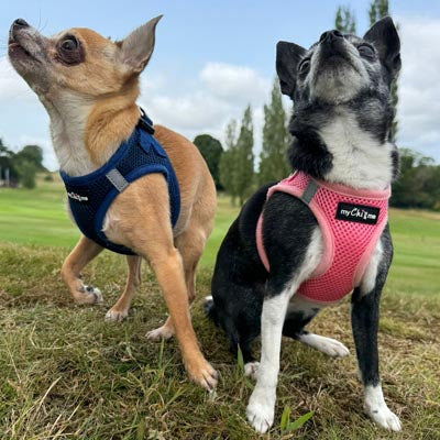 Tiny Trails Step In Air Mesh Puppy and Small Dog Harness Navy