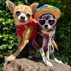 Small Dog Chihuahua Natural Straw Mexican Sombrero Hat
