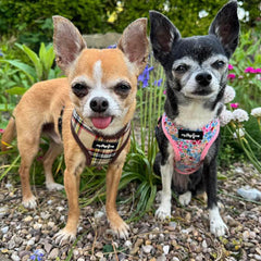 Meadow Floral Harness by My Pup and Me