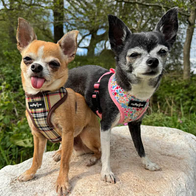 Meadow Floral Harness by My Pup and Me