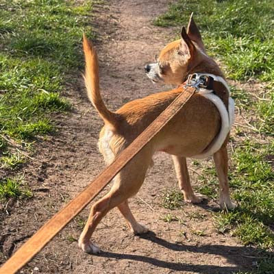 Tiny Trails 15mm Wide Suede Effect Lead with Unlined Handle Mocha SALE