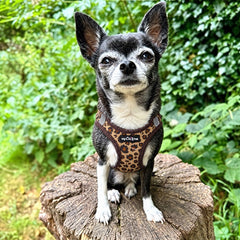 Lightweight Tiny Trails Step In  Luxury Leopard Puppy and Small Dog Harness