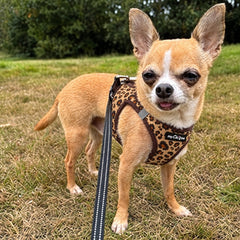 Lightweight Tiny Trails Step In  Luxury Leopard Puppy and Small Dog Harness