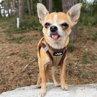 Tiny Trails Step In Country Green Tweed Fur Lined Puppy and Small Dog Harness
