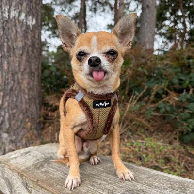 Tiny Trails Step In Country Green Tweed Fur Lined Puppy and Small Dog Harness