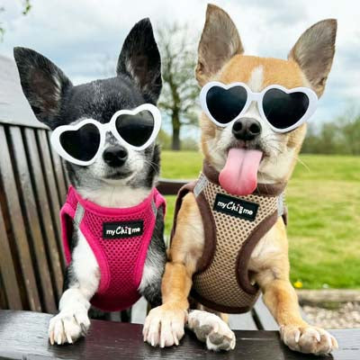 Tiny Trails Step In Air Mesh Puppy and Small Dog Harness Chocolate Caramel