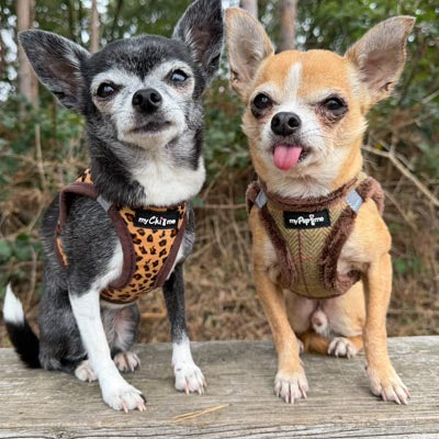 Lightweight Tiny Trails Step In  Luxury Leopard Puppy and Small Dog Harness