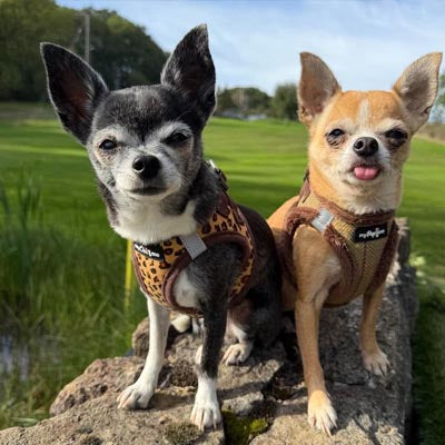 Tiny Trails Step In Country Green Tweed Fur Lined Puppy and Small Dog Harness by My Pup and Me