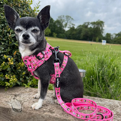 Exclusive Pink Chihuahua Signature Print Lead by My Chi and Me