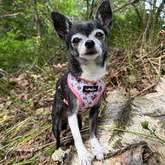 Luxury White Vintage Floral Harness by My Pup and Me