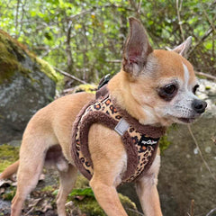 Tiny Trails Step In Luxury Leopard Puppy and Small Dog Harness