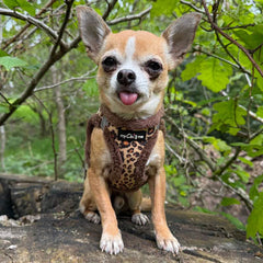 Tiny Trails Step In Luxury Leopard Puppy and Small Dog Harness