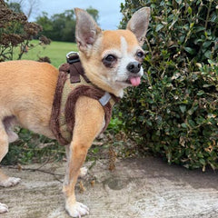 Tiny Trails Step In Country Green Tweed Fur Lined Puppy and Small Dog Harness by My Pup and Me