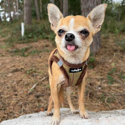 Tiny Trails Step In Country Green Tweed Fur Lined Puppy and Small Dog Harness by My Pup and Me