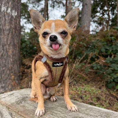Tiny Trails Step In Country Green Tweed Fur Lined Puppy and Small Dog Harness by My Pup and Me